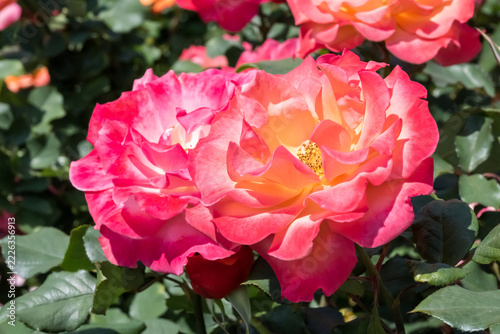 Beautiful roses in the garden.