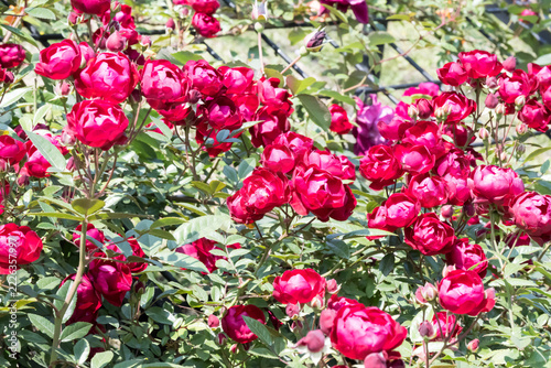Beautiful roses in the garden.