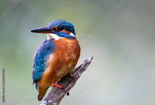Eisvogel
