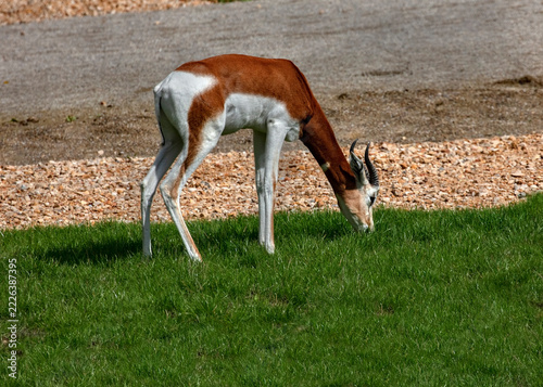 Dorcas gazelle also known as the Ariel gazelle. Latin name - Gazella dorcas	