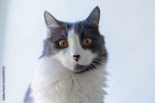 Close up portrait of gray and white long haired cat with amber eyes looking at camera