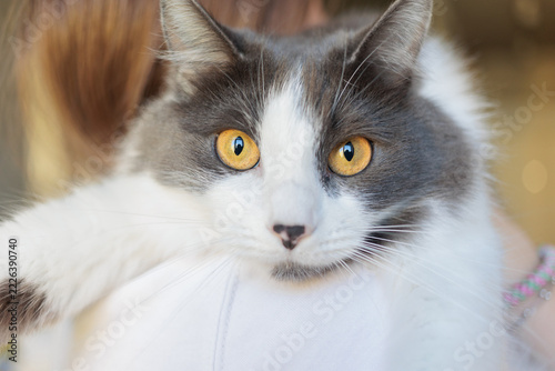 Gray and white long haired cat with amber eyes held by child looking at camera