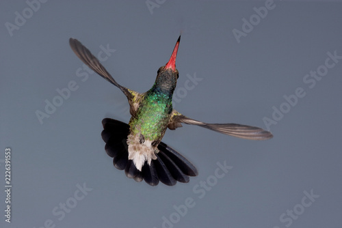 Broad-billed hummingbird hovering