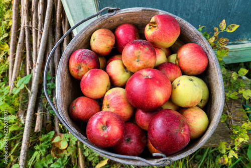 Freshly Harvested Red and Yellow Apples in a Metal Bucket in the Garden