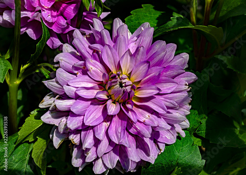 View of dahlia in the garden. Variety - Bluetiful