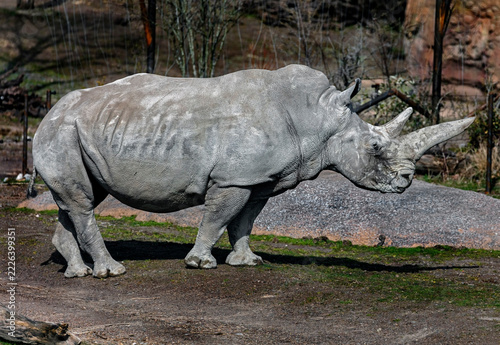African rhinoceros walking in its enclosure. Latin name - Diceros bicornis