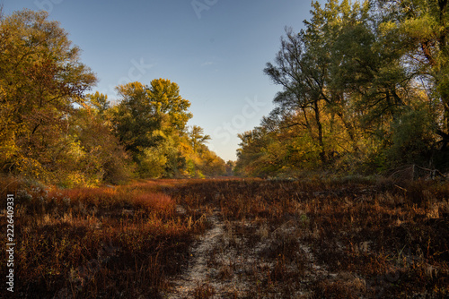 autumn in the woods