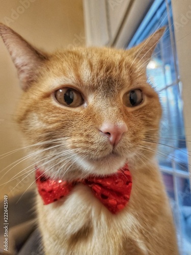 portrait of a cat
