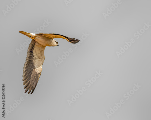 A Black Shouldered Kite