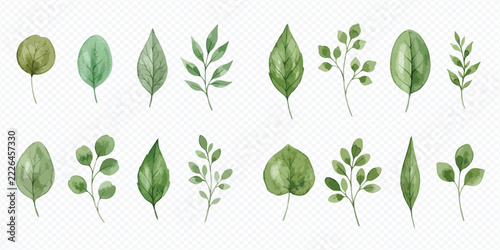 Set of watercolor green leaves and branches isolated on a transparent background.