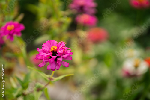 pink cosmos flower