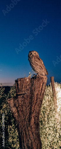 Brown owl perched on tree stump against dark blue evening sky
