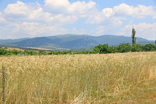 Rose Valley in Bulgaria	