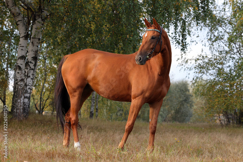 Young Holstein dressage horse in autumn park