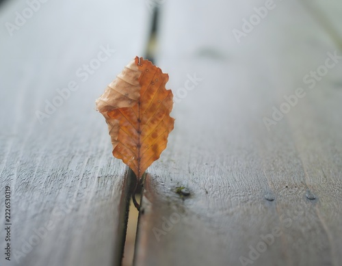 Crisp Curled Leaf Caught Vertically in a Narrow Fence Gap Under Soft Overcast Light, Minimal Nature Detail