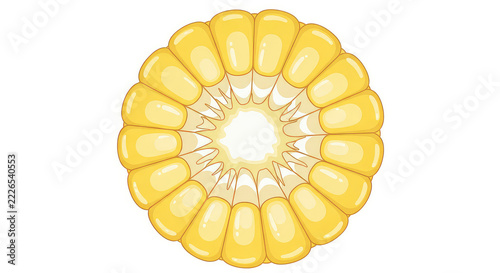 Fresh corn cob slice showing yellow kernels organic vegetable texture