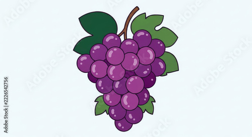 Fresh purple grapes green leaves and vine stem illustration for