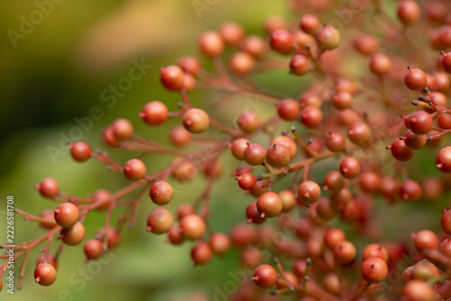 In the fall, the berries of the sacred bamboo (Nandina domestica) grow on the shrub. A close-up is shown.