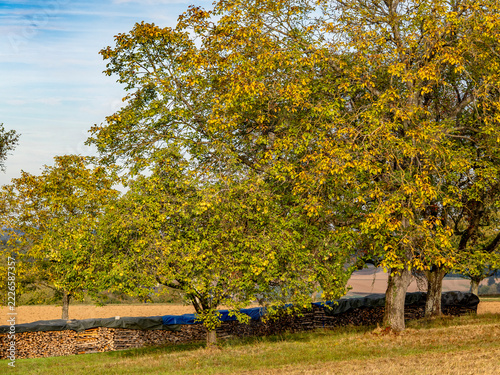 Obraz na plátně Abgedecktes Brennholz auf einer Wiese im Herbst