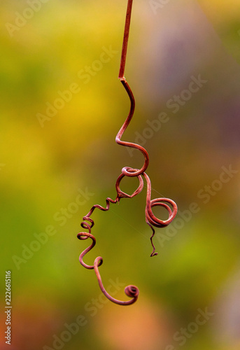 Fotografie beautiful plant tendril macro in autumn colors bright season foliage