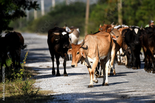 herd of cows on a dirt road