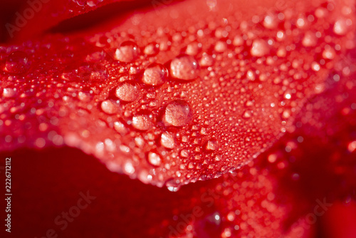 Photography 장미,꽃잎,물방울,장미축제,중랑구,서울