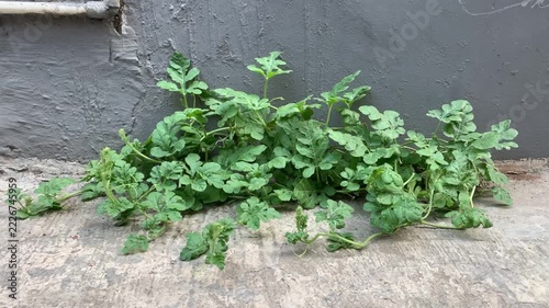 A wild watermelon growing in the yard.