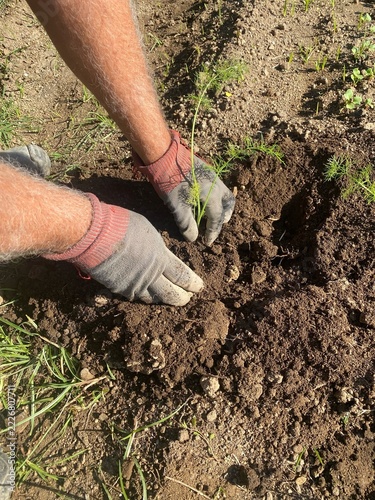 Mani di un contadino con guanti da lavoro che piantano con cura una giovane piantina verde nel terreno fertile di un orto biologico