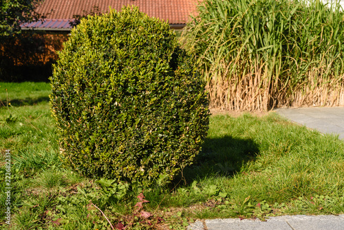Buchsbaum an der Terrasse mi Wise , Schilf und Hausdach im Hintergrund