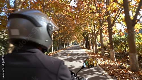 Autumn canopy tunnel of light