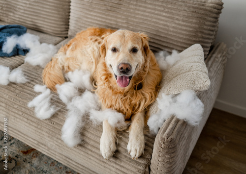 Obraz na plátně Golden retriever on sofa amidst stuffing