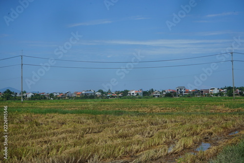 rice field