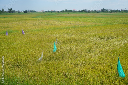 rice field