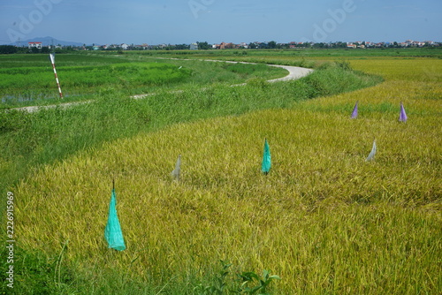 rice field