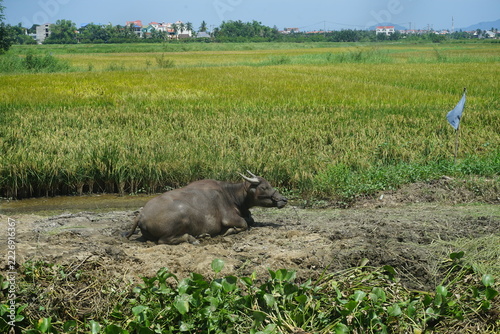 water buffalo