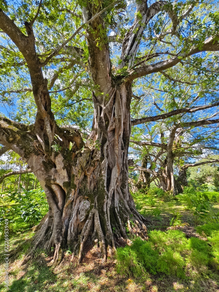 Fototapeta premium Majestic banyan tree trunk with massive aerial roots in a tropical park