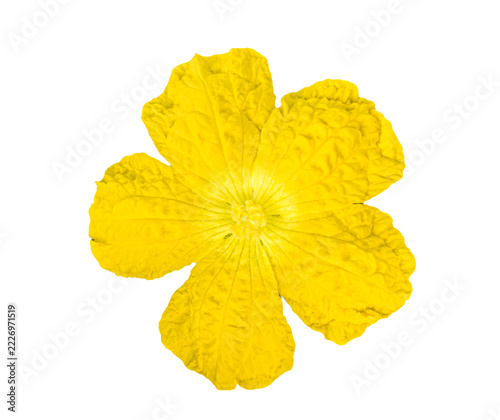 a sponge gourd flower islated on white background