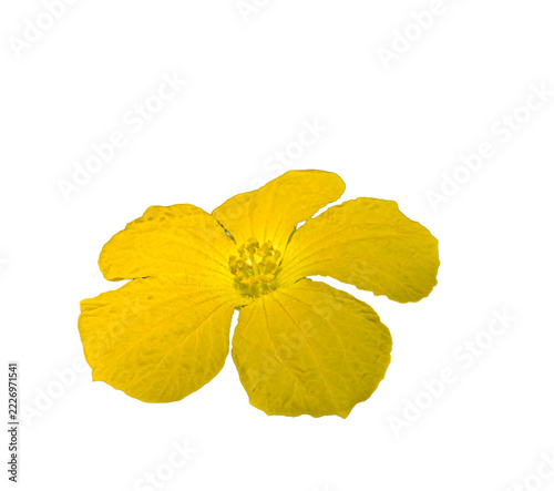 a sponge gourd flower islated on white background