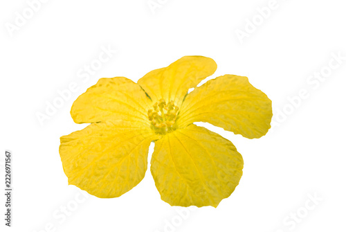 a sponge gourd flower islated on white background
