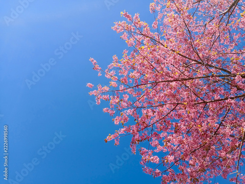 Fotografie Blooming pink cherry blossoms flowers branch in the blue sky
