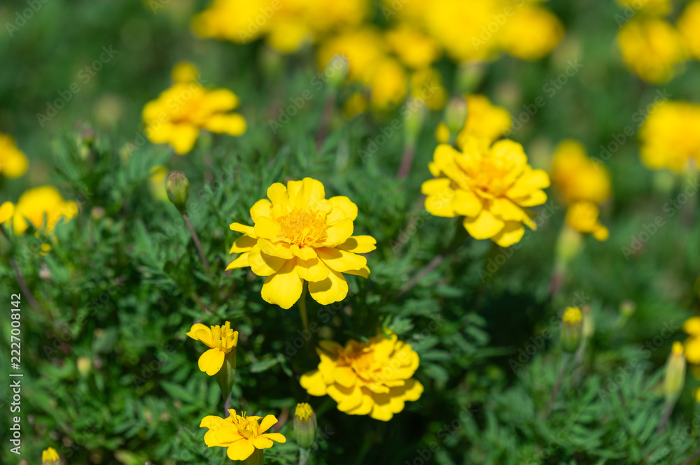 Fototapeta premium Close Up of Yellow Marigold Flowers Blooming in Garden