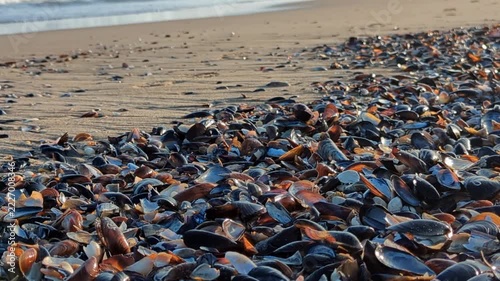 Close-up of mussel shells scattered on wet sandy beach, foamy sea waves rolling in soft morning light behind