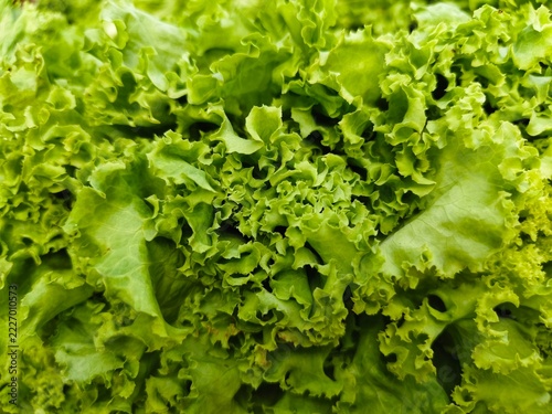 Obraz na plátně Watercress (selada air) is a crisp leafy green with a bold, peppery flavor and hollow stems