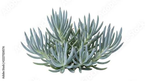 Blue chalksticks succulent plant, senecio serpens with silver green fleshy leaves, drought tolerant desert flora for landscaping and garden design isolated PNG with Transparent Background