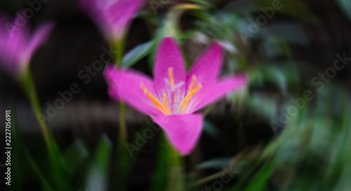 Vibrant pink rain lily flower blooming in a lush green garden setting with soft natural light and blurred background.
