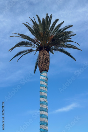 Obraz na plátně Argentine flag colors wrapped around the trunk of a palm tree against a clear blue sky in an urban neighborhood in Argentina, representing Argentine national identity, patriotism and cultural pride