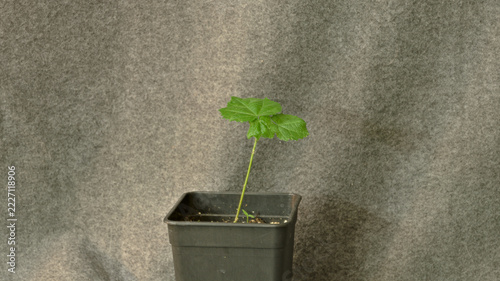 Young abutilon plant in a black nursery pot