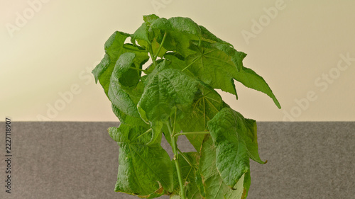 Abutilon plant with large textured green leaves