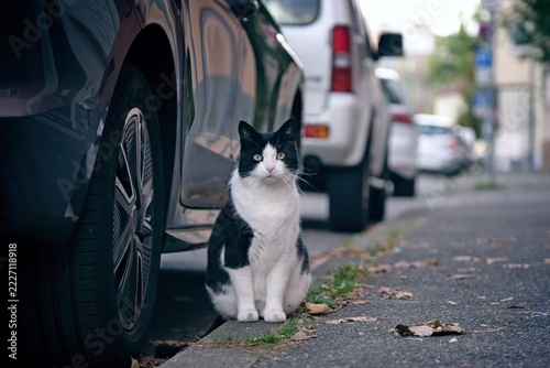 Cute Tuxedo cat sitting on the stepway and looking at camera. Horizontal image. 