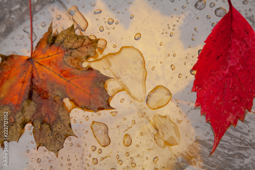Fallen leaves of trees lies on transparent umbrella